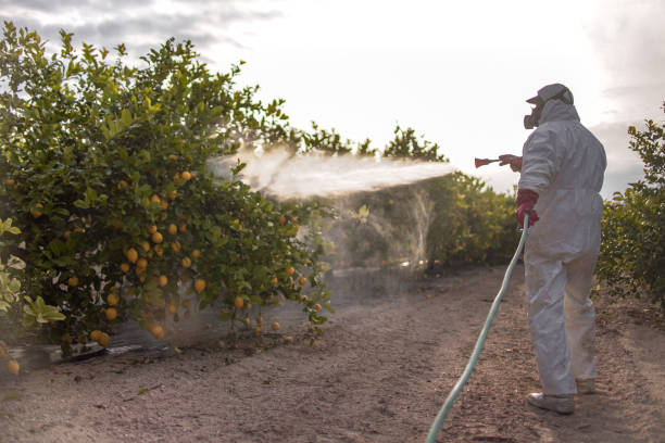 Best Insect Control  in Rogersville, TN